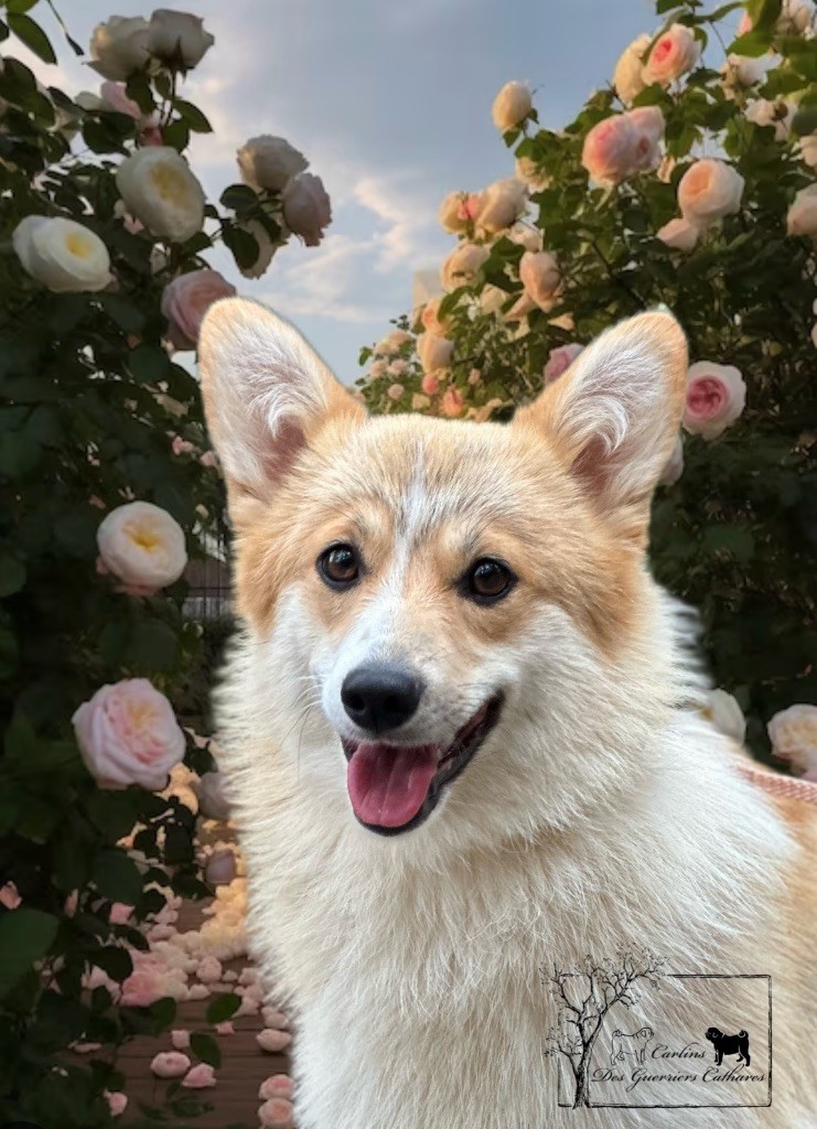 Les Welsh Corgi Pembroke de l'affixe des guerriers Cathares