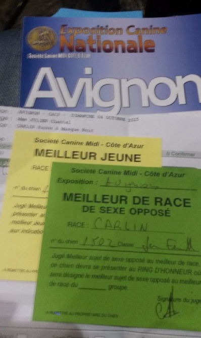des guerriers Cathares - MEILLEUR DE RACE SEXE OPPOSE pour Justice à Avignon !!!