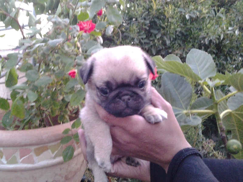 Justin bieber des guerriers Cathares