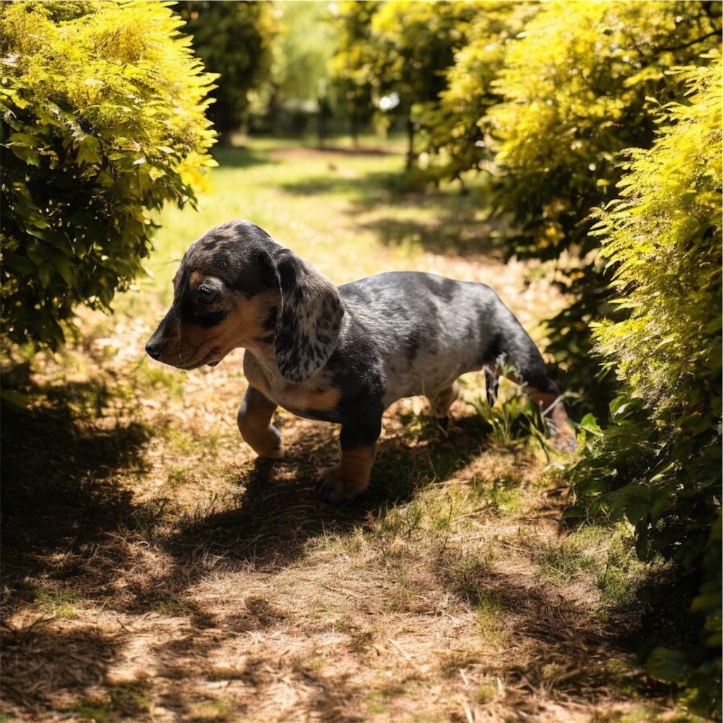 Au sud, le mimosa des guerriers Cathares
