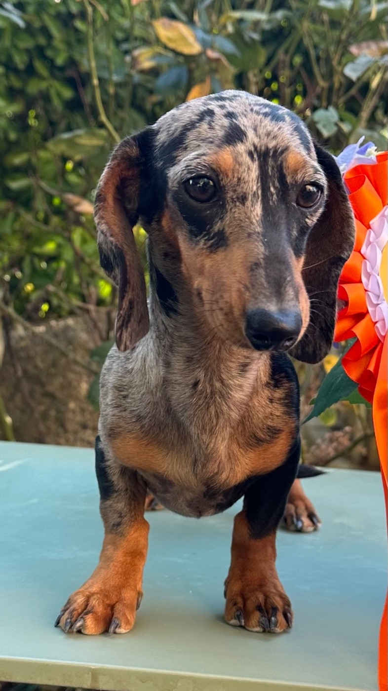 Au sud, le mimosa des guerriers Cathares