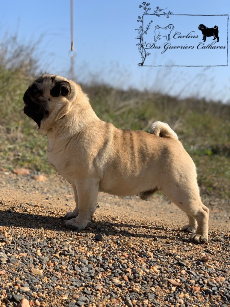 CHIOTS BIENTOT DISPONIBLES