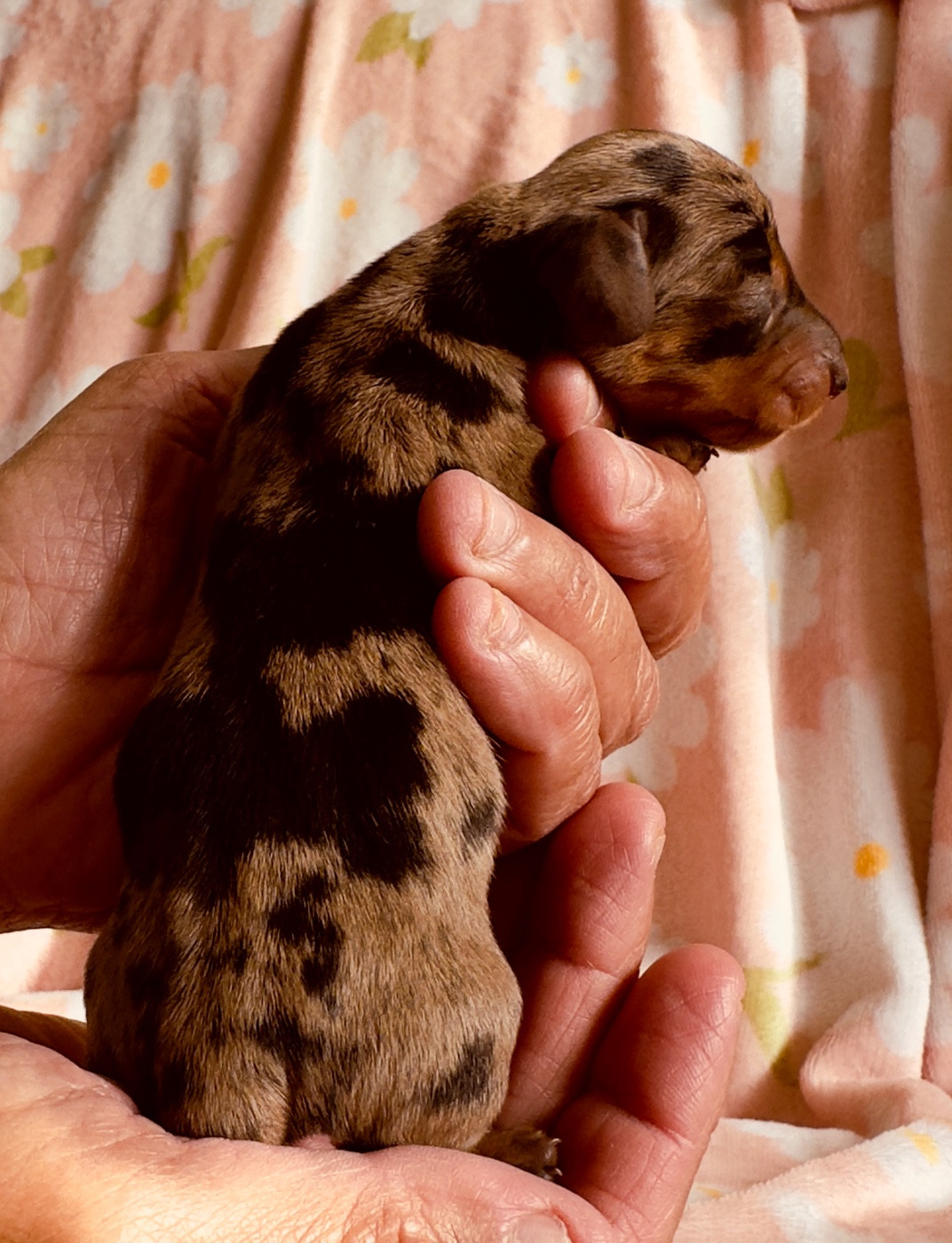 des guerriers Cathares - Chiots disponibles - Teckel poil ras