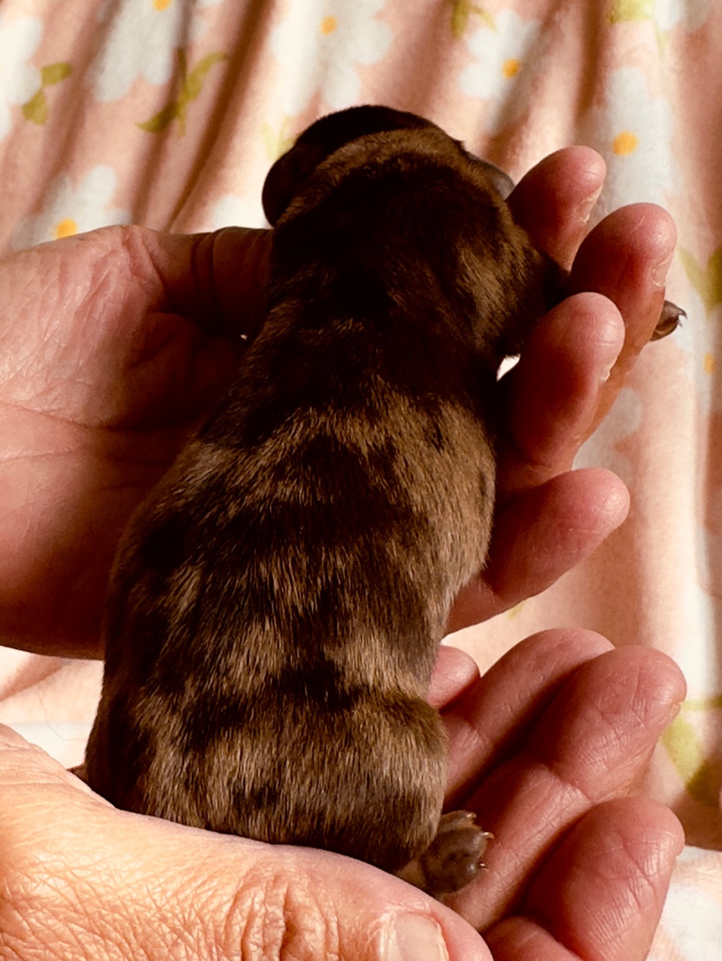 des guerriers Cathares - Chiots disponibles - Teckel poil ras