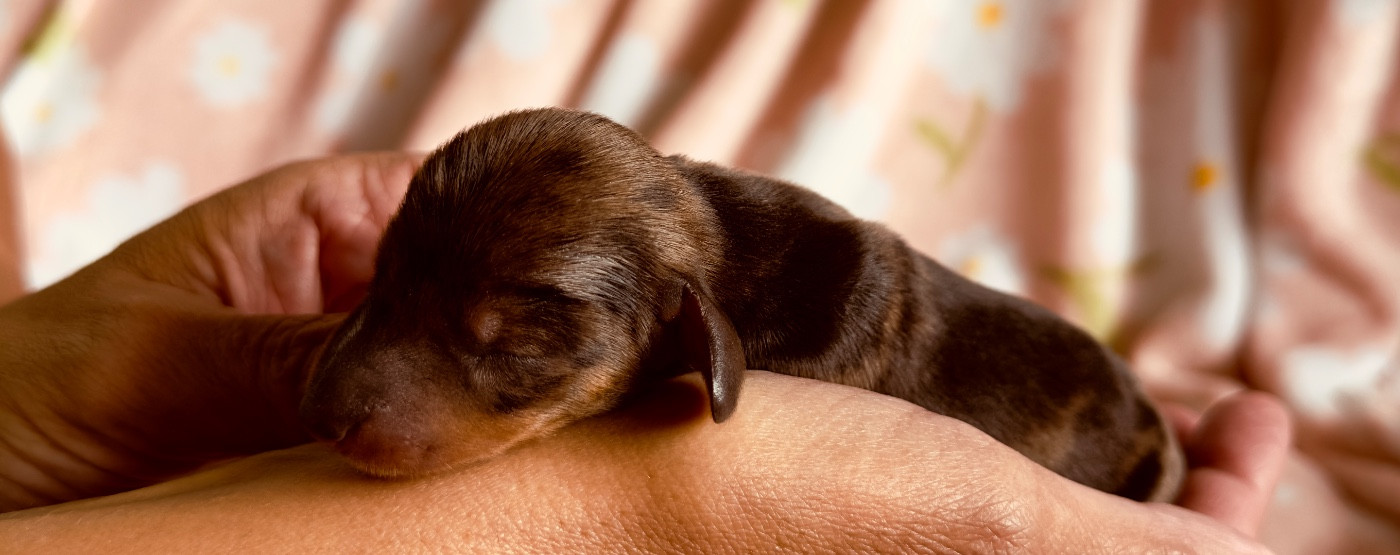 des guerriers Cathares - Chiots disponibles - Teckel poil ras