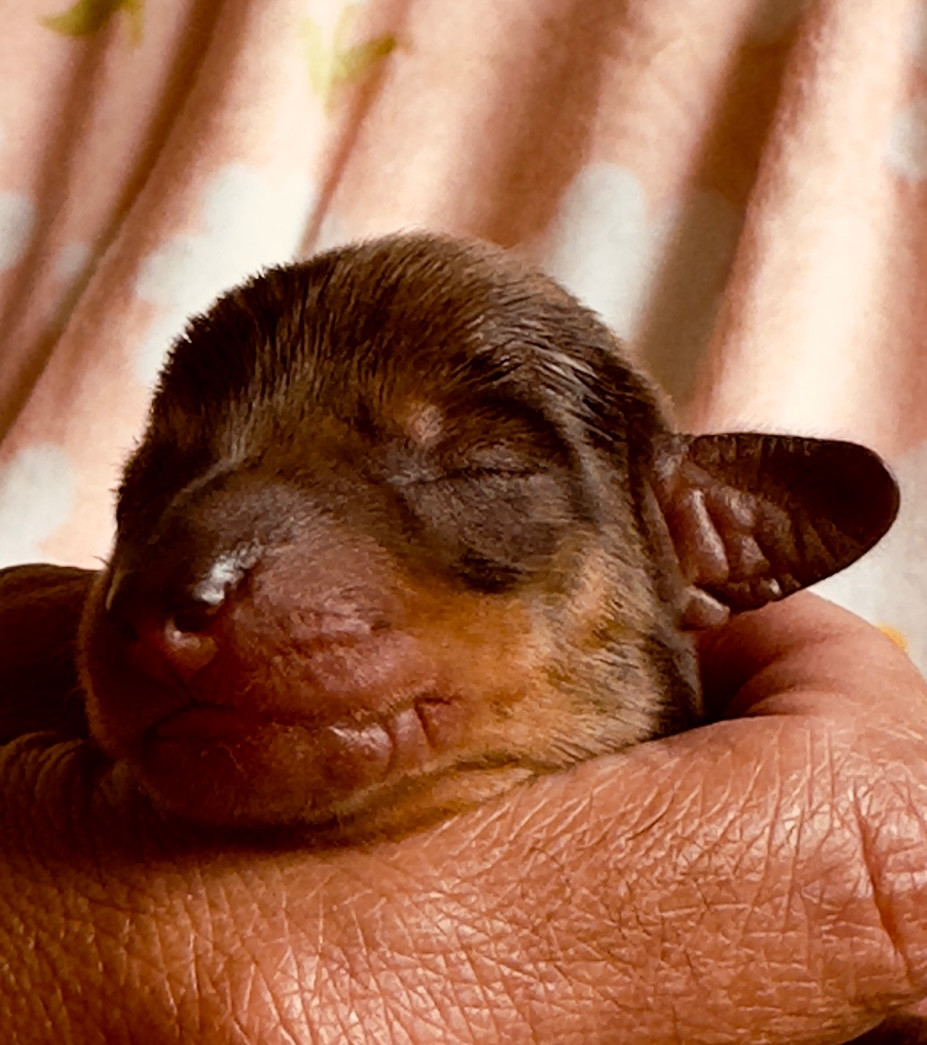 Chiot Teckel poil ras des guerriers Cathares