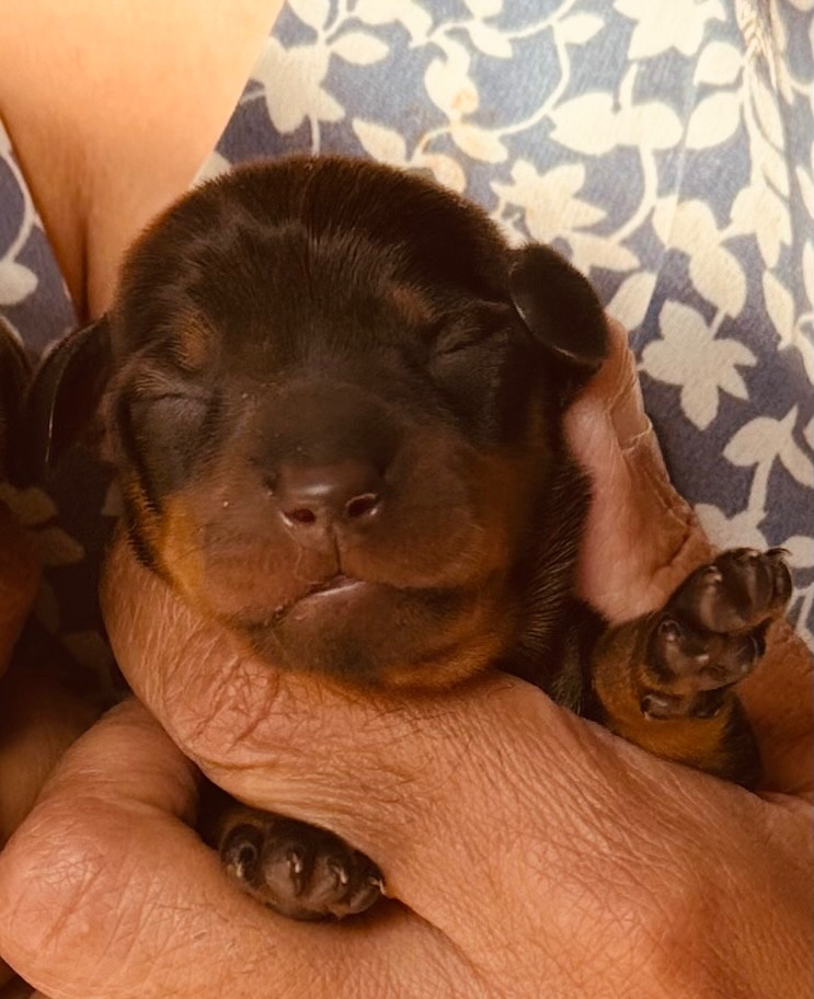 des guerriers Cathares - Chiots disponibles - Teckel poil ras