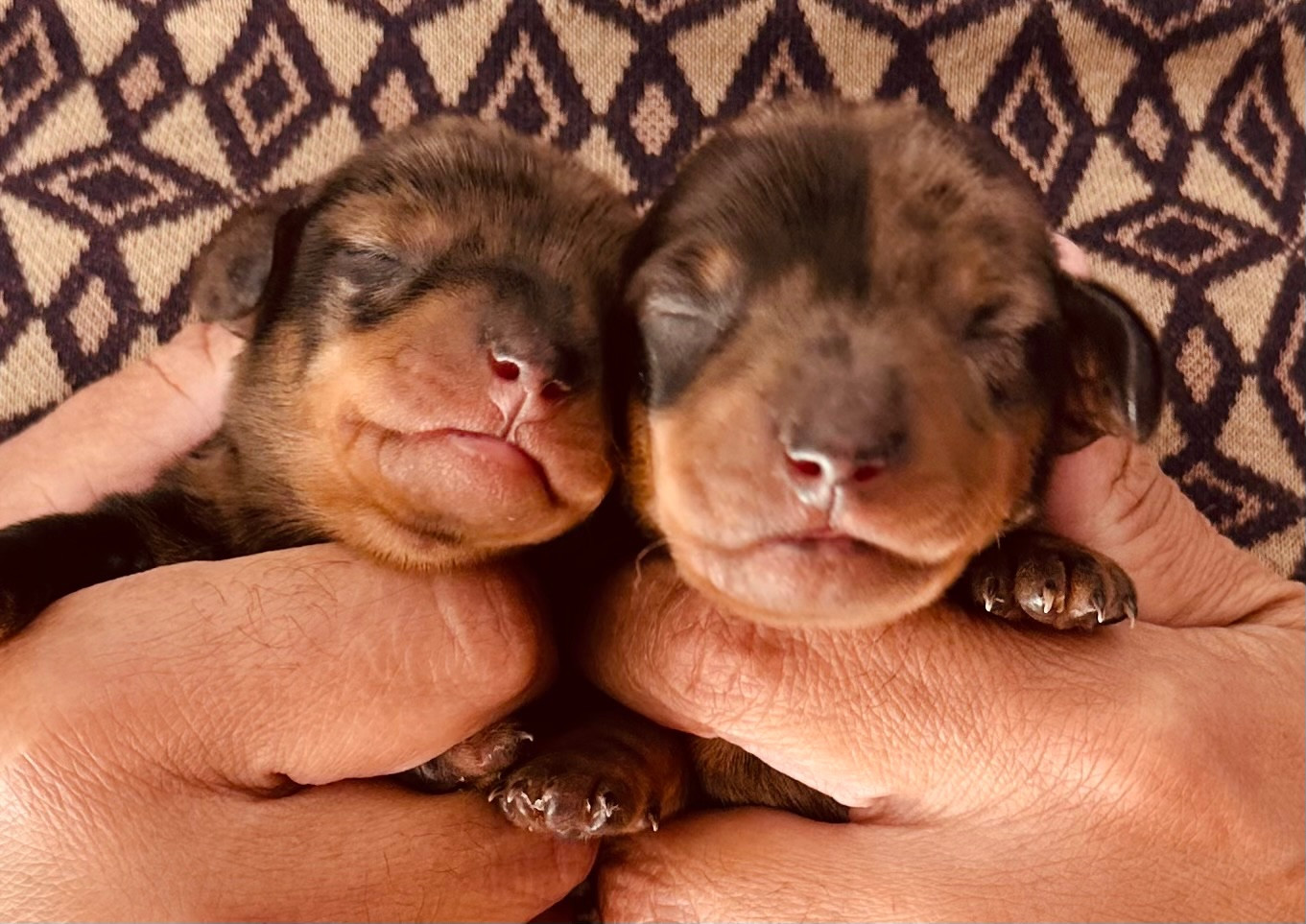 Chiot Teckel poil ras des guerriers Cathares