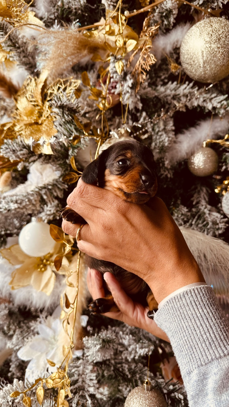 des guerriers Cathares - Chiots disponibles - Teckel poil ras