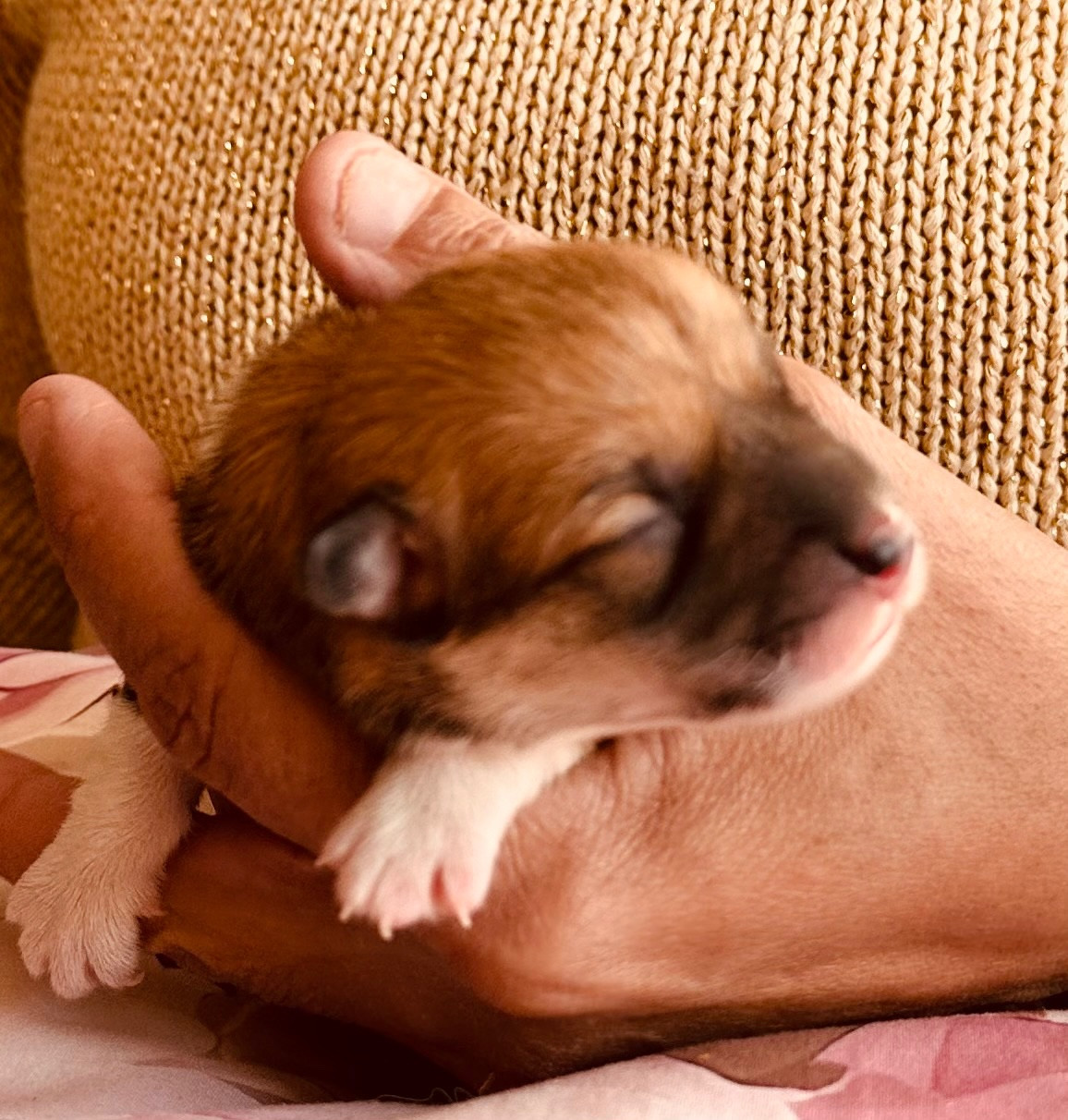 des guerriers Cathares - Chiots disponibles - Welsh Corgi Pembroke