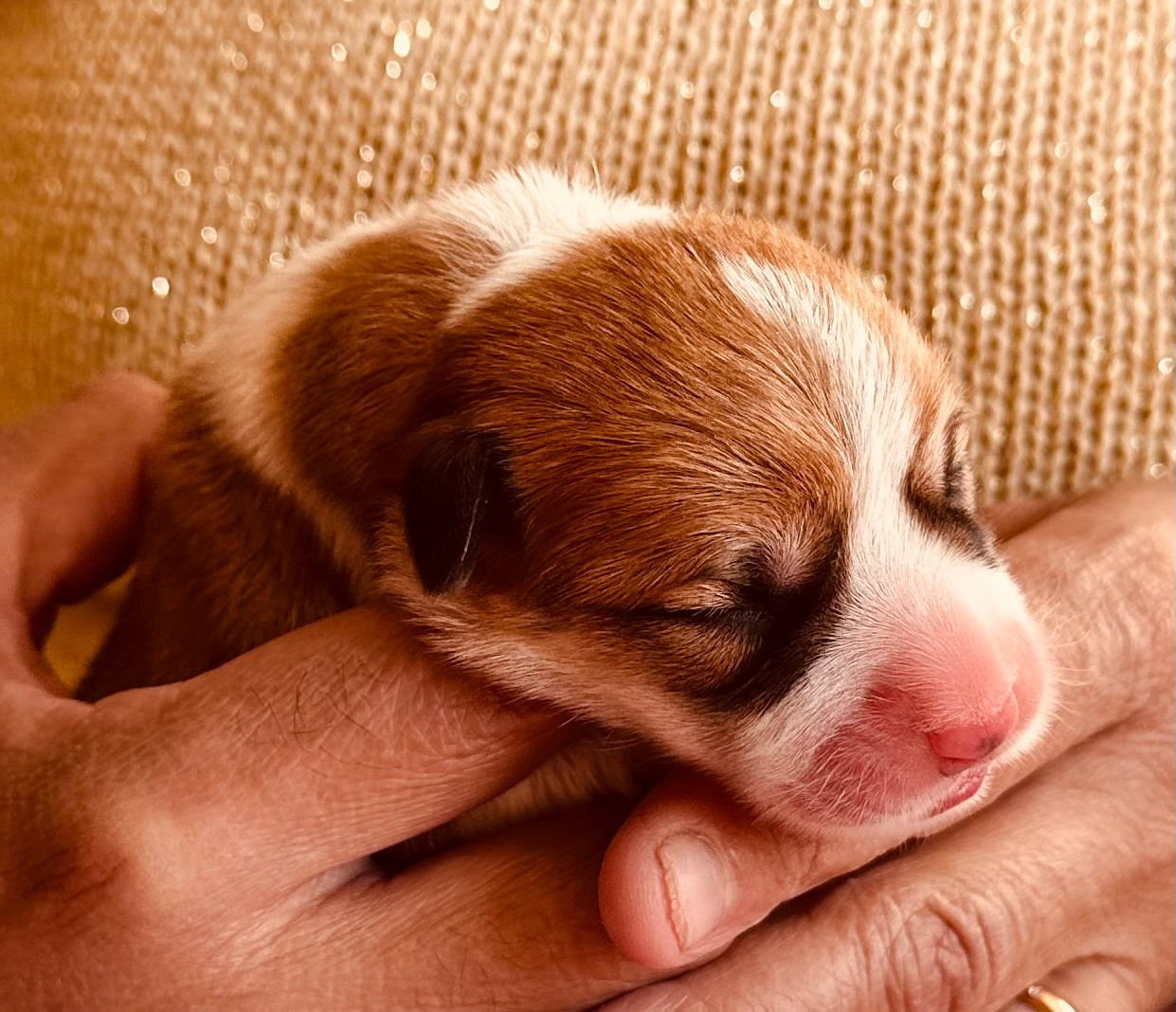 des guerriers Cathares - Chiots disponibles - Welsh Corgi Pembroke