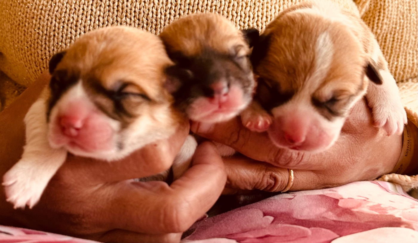 Chiot Welsh Corgi Pembroke des guerriers Cathares