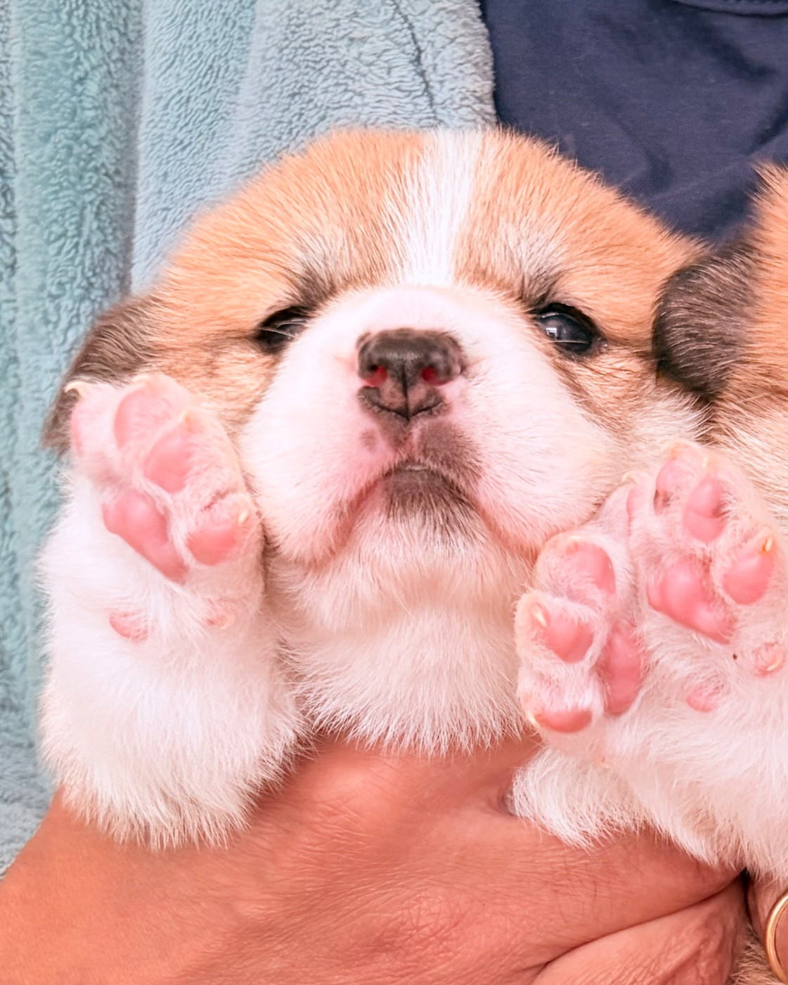 des guerriers Cathares - Chiots disponibles - Welsh Corgi Pembroke