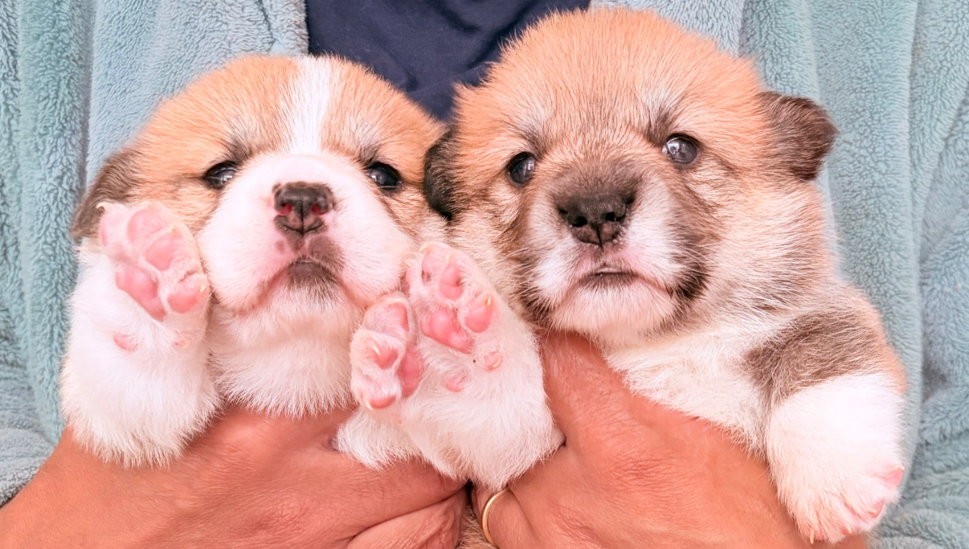 Chiot Welsh Corgi Pembroke des guerriers Cathares