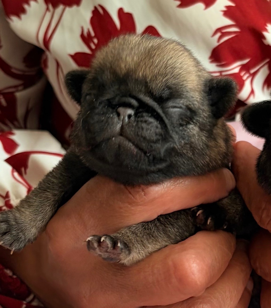 des guerriers Cathares - Chiots disponibles - Carlin