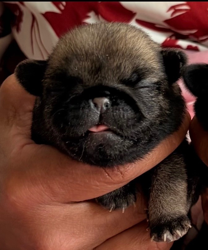 des guerriers Cathares - Chiots disponibles - Carlin