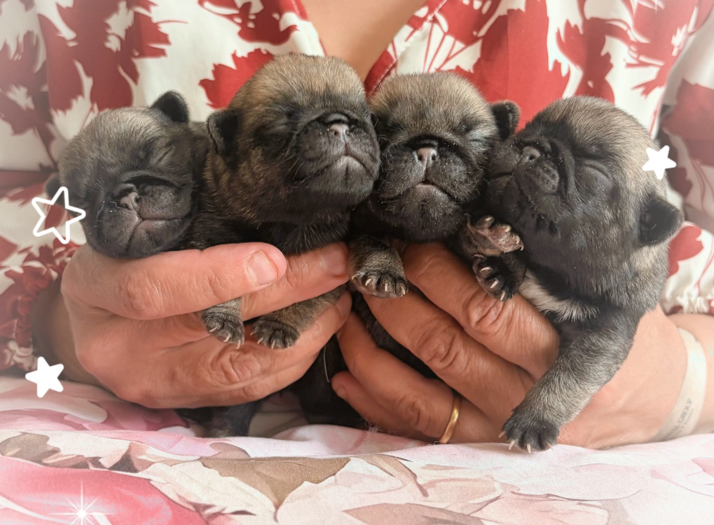 Chiot Carlin des guerriers Cathares