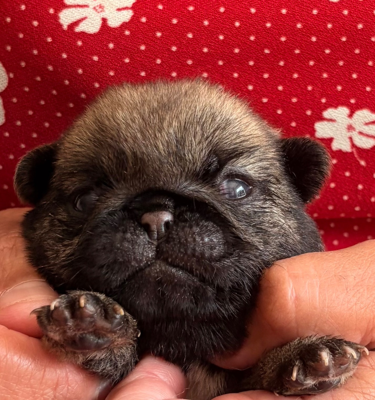 des guerriers Cathares - Chiots disponibles - Carlin