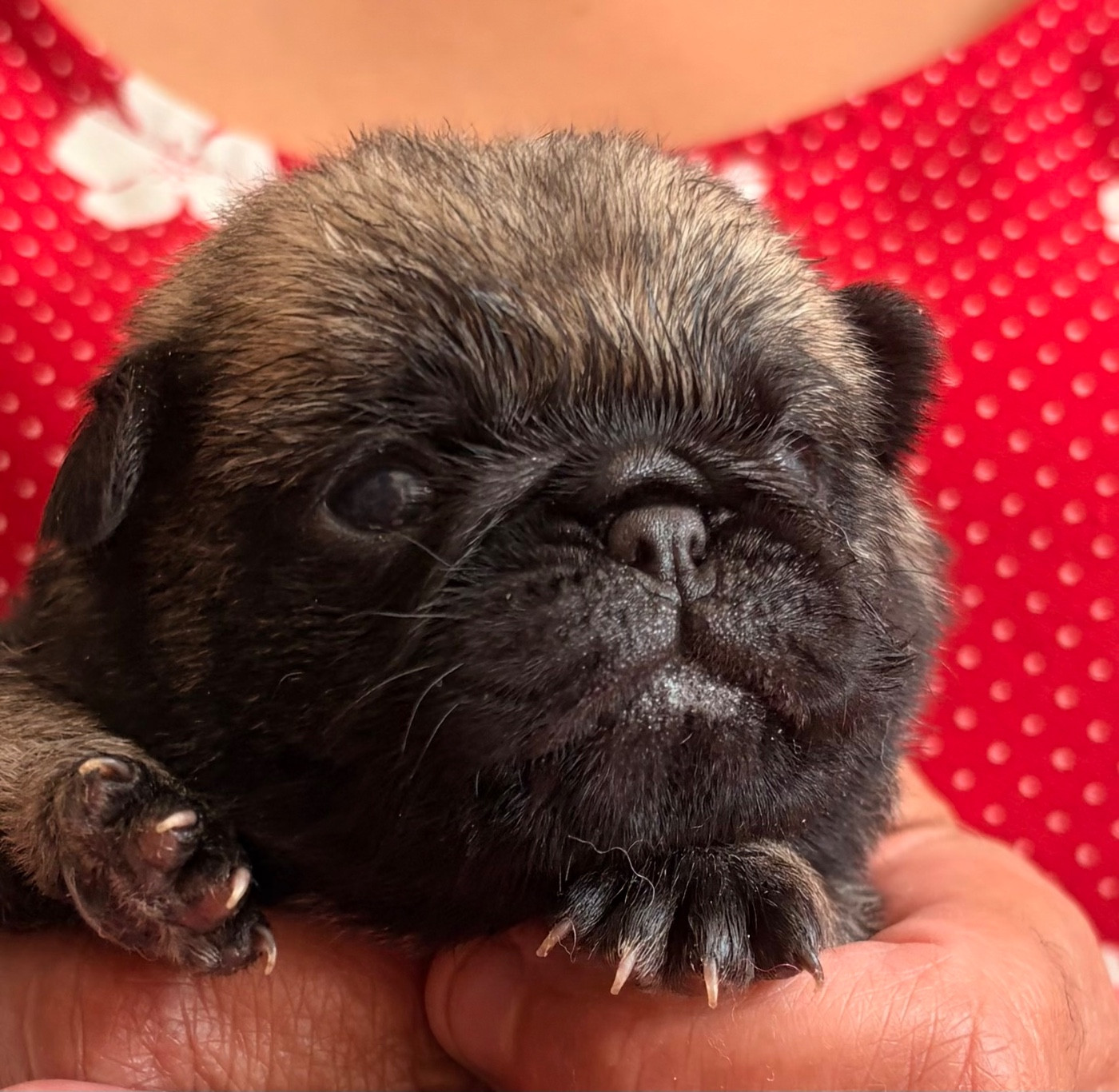 des guerriers Cathares - Chiots disponibles - Carlin