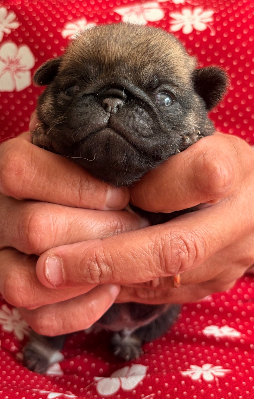 des guerriers Cathares - Chiots disponibles - Carlin
