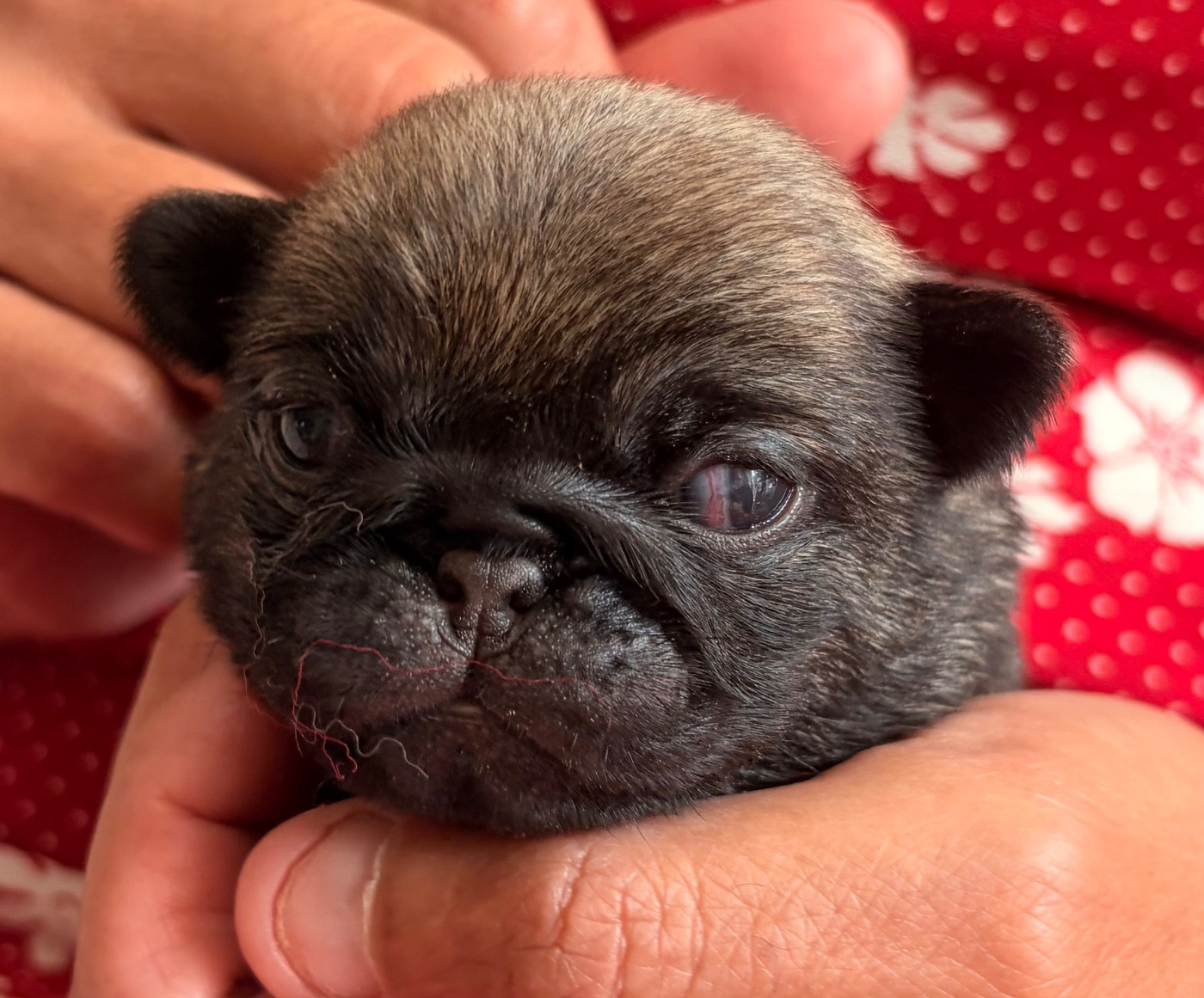 des guerriers Cathares - Chiots disponibles - Carlin