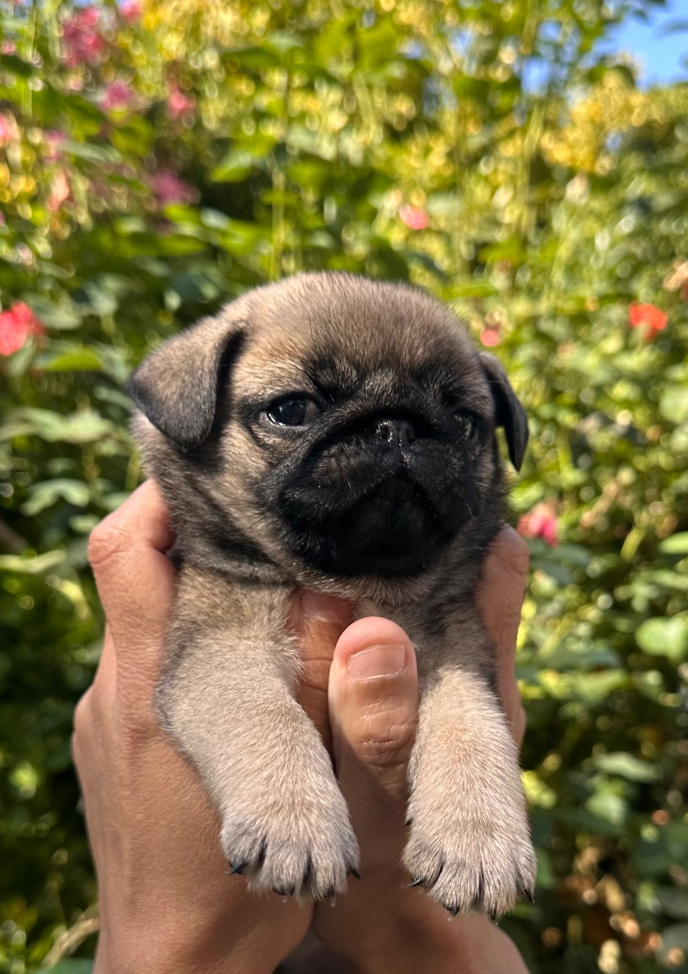 des guerriers Cathares - Chiots disponibles - Carlin