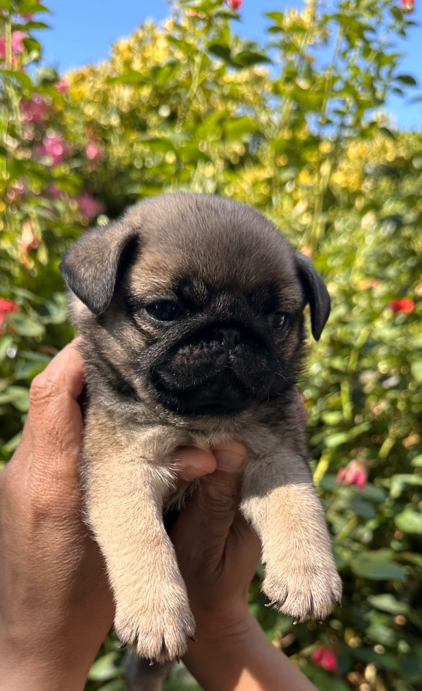 Chiot Carlin des guerriers Cathares