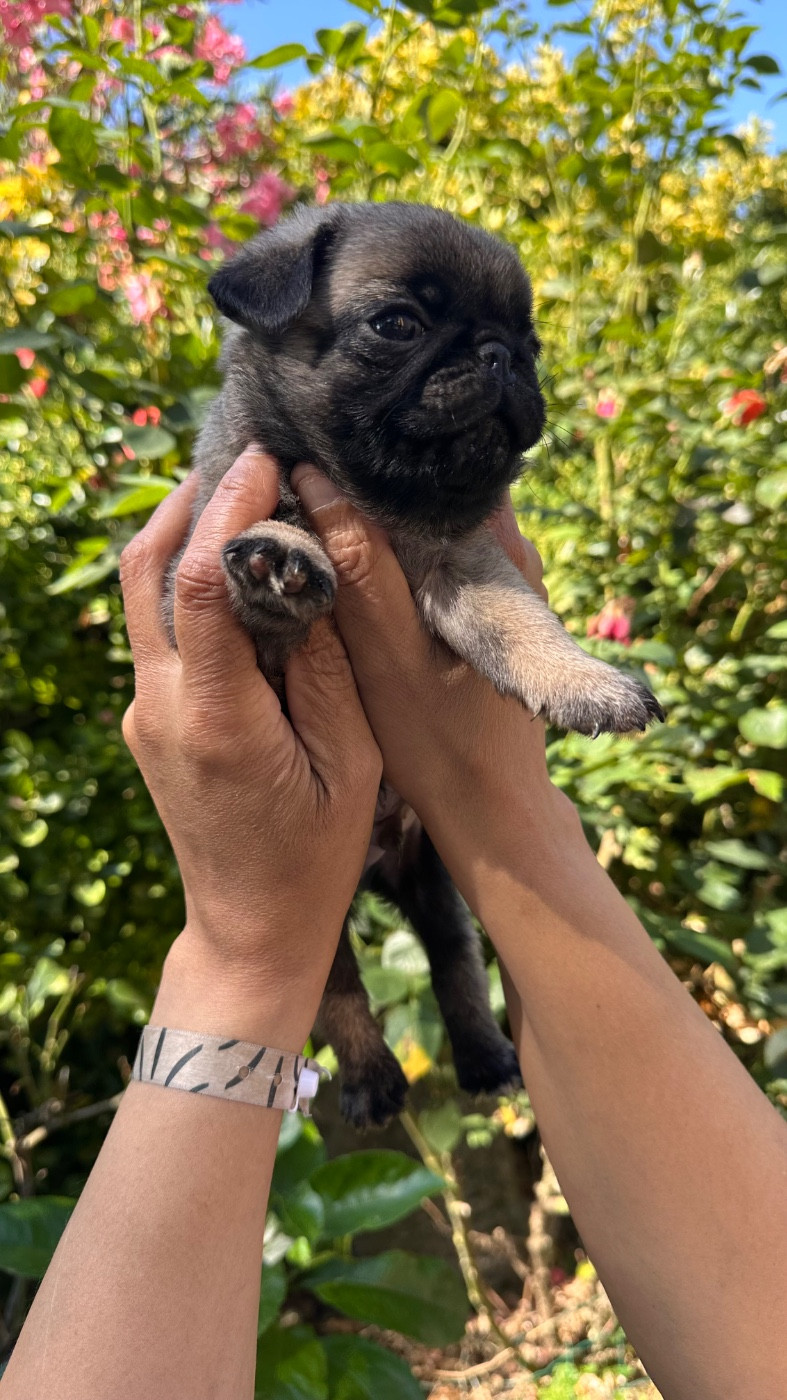 des guerriers Cathares - Chiots disponibles - Carlin