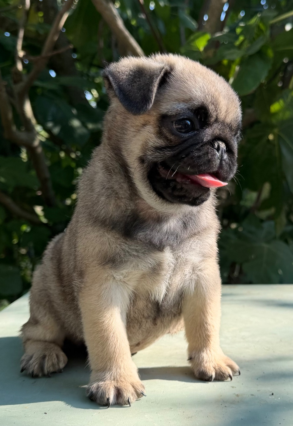 des guerriers Cathares - Chiots disponibles - Carlin