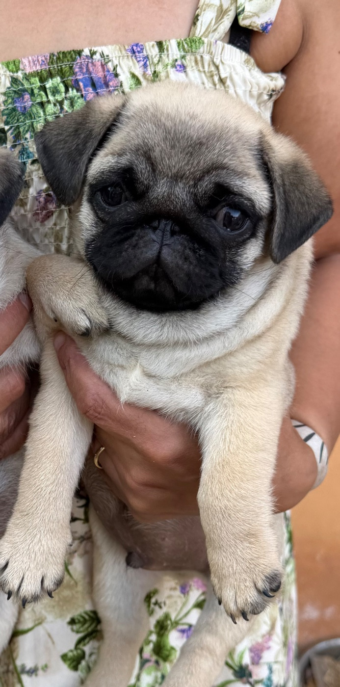 des guerriers Cathares - Chiots disponibles - Carlin