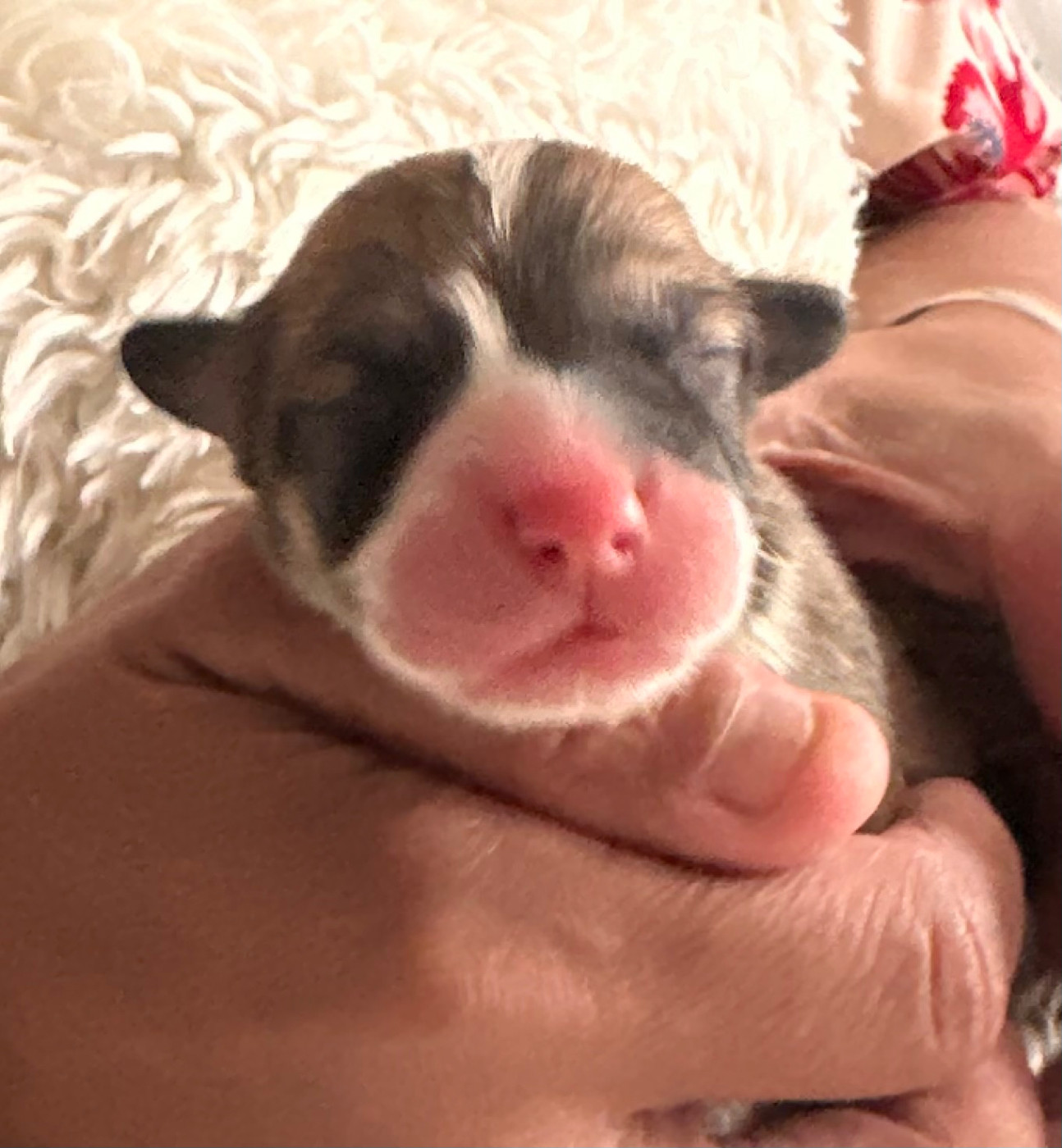 des guerriers Cathares - Chiots disponibles - Welsh Corgi Pembroke