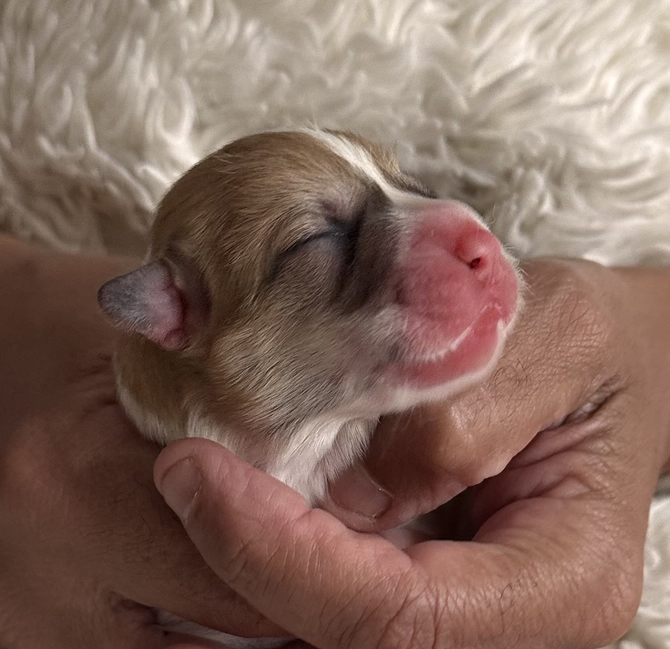 des guerriers Cathares - Chiots disponibles - Welsh Corgi Pembroke