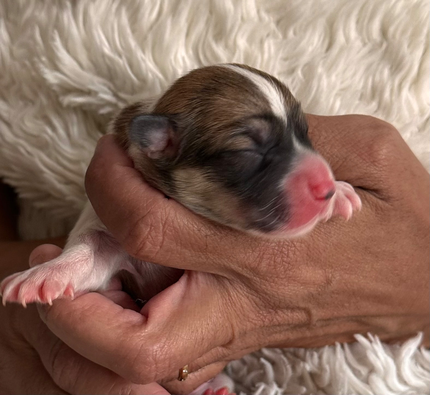 des guerriers Cathares - Chiots disponibles - Welsh Corgi Pembroke