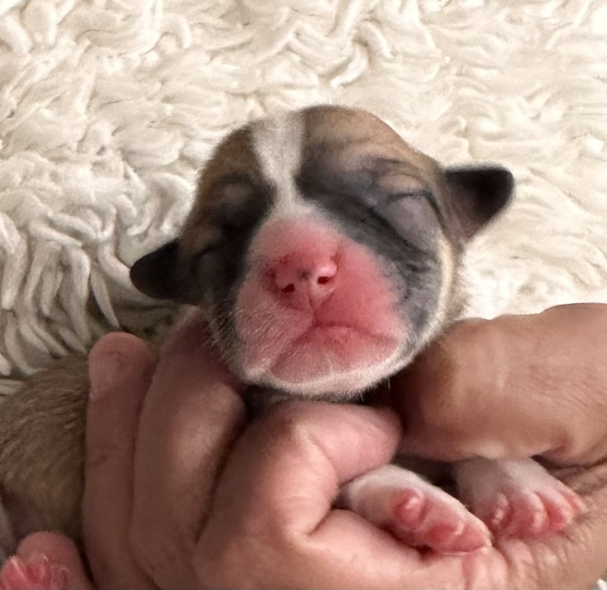 des guerriers Cathares - Chiots disponibles - Welsh Corgi Pembroke