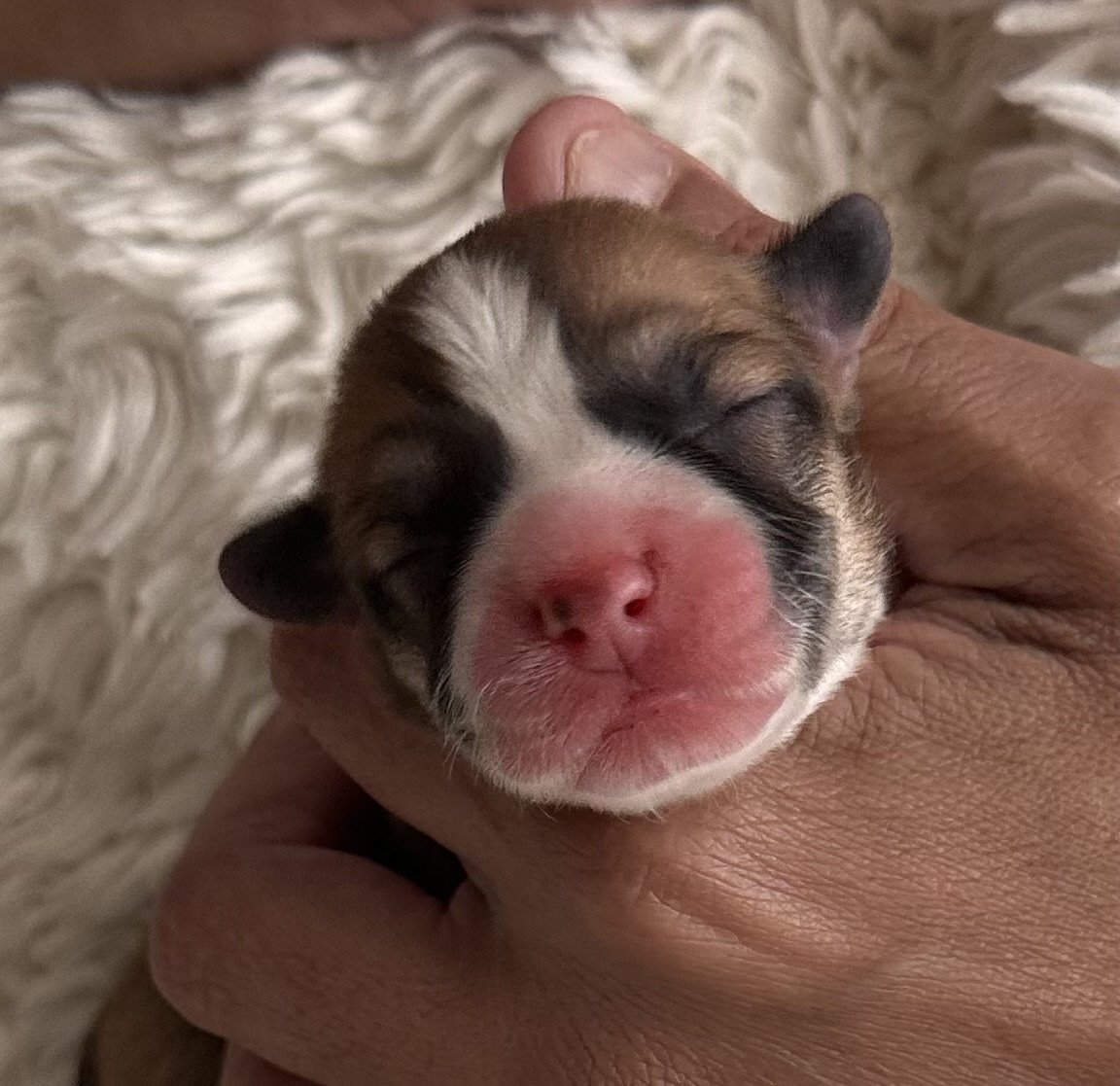 des guerriers Cathares - Chiots disponibles - Welsh Corgi Pembroke