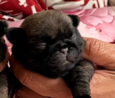 CHIOT 1