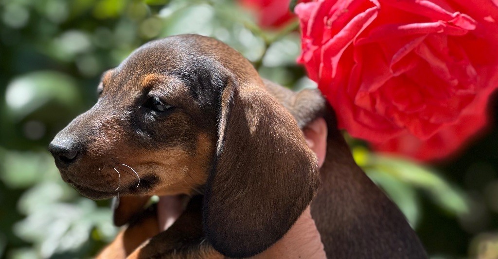 des guerriers Cathares - Chiots disponibles - Teckel poil ras