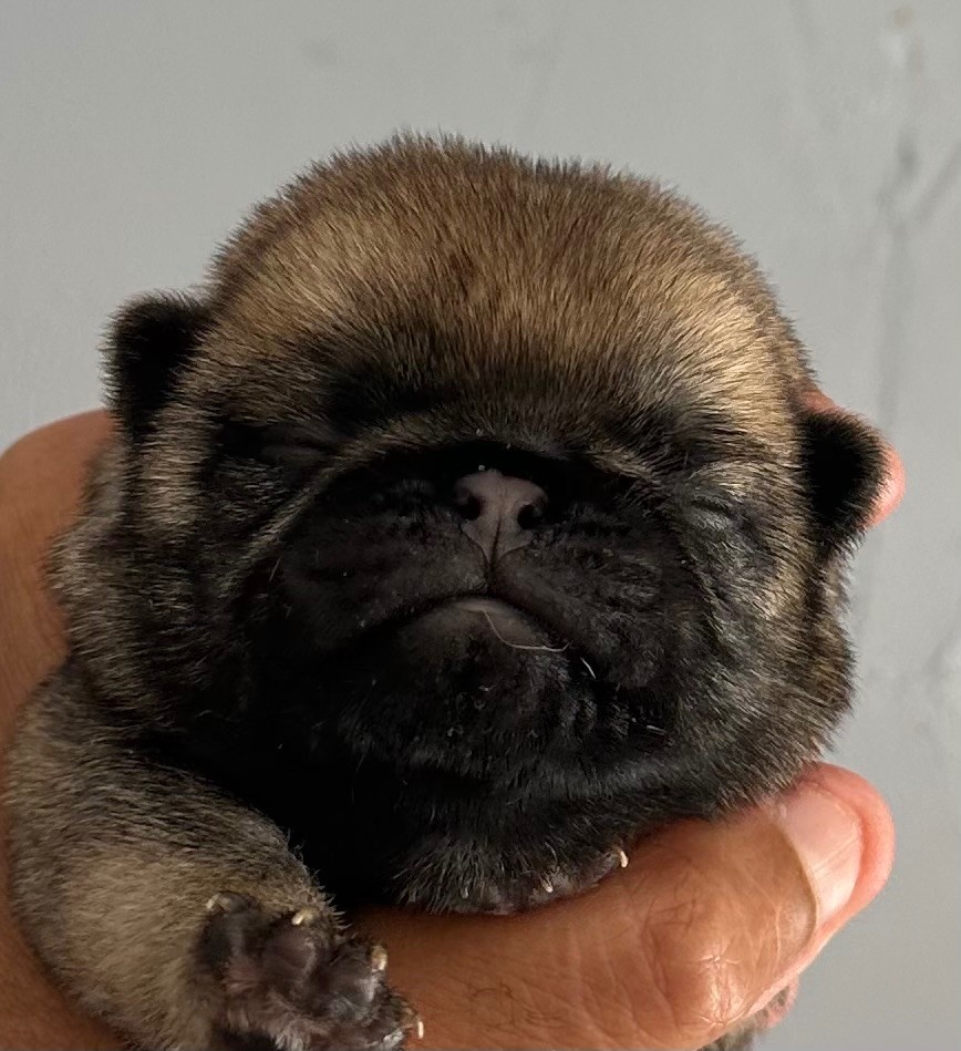 Chiot Carlin des guerriers Cathares